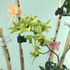 Dendrobium moniliforme tosaense kamai 